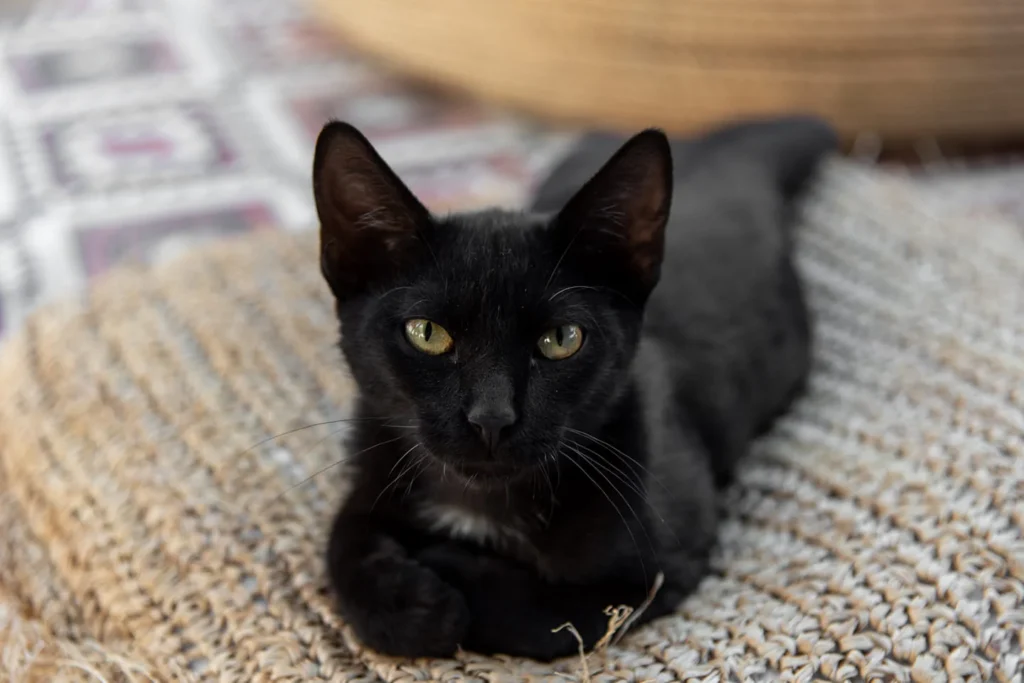 Iguana-Beach-Cafe-Chania-pic-29